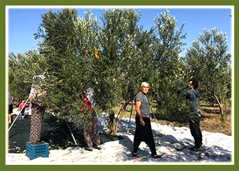 SÜREYYA BEY ZEYTİNYAĞLARI